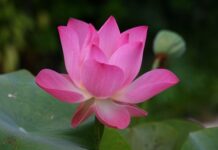 Jak jest po angielsku pęseta? Jak jest po angielsku pęseta?