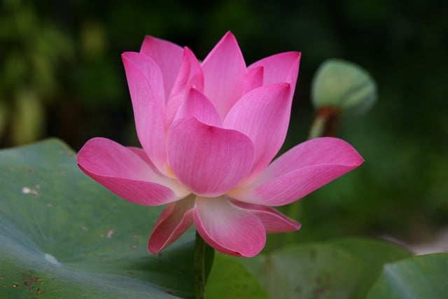 Jak jest po angielsku pęseta? Jak jest po angielsku pęseta?