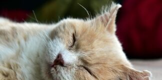 Jak widzi leniwe oko?