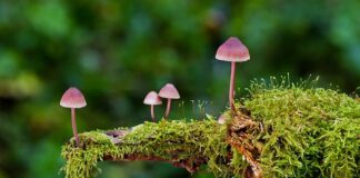 Jakie są rodzaje ortez?