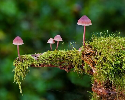 Jakie są rodzaje ortez? Jakie są rodzaje ortez?