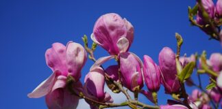 Czemu zawsze opalam się na czerwono? Czemu zawsze opalam się na czerwono?