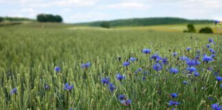 Z jakiego materiału scrubs? Z jakiego materiału scrubs?