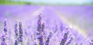 Czy lawenda usypia? Czy lawenda usypia?