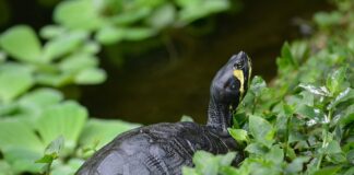 Czy można się opalać bez filtra?