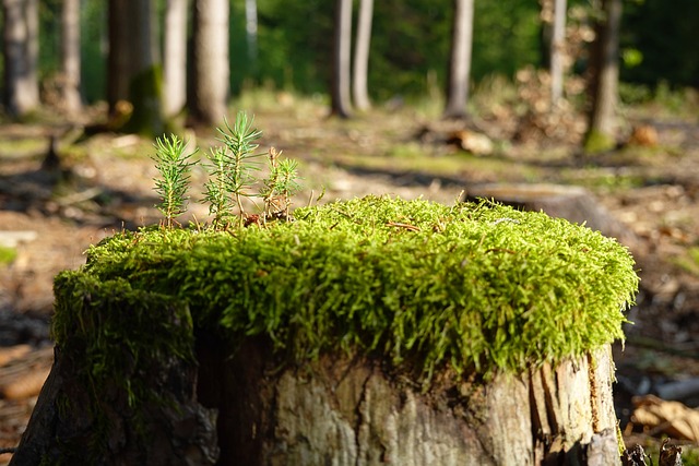 Jak zregenerować swój organizm? Jak zregenerować swój organizm?
