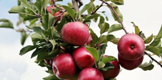 Gdzie wyrzucać zgniłe jabłka?