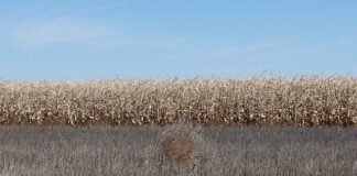 Czy można przebić bębenek patyczkiem?