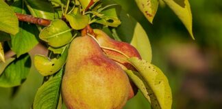 Kiedy odżywka a kiedy maska? Kiedy odżywka a kiedy maska?