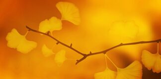 Czy warto brać Ginkgo biloba?