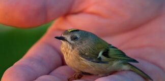 Jak wzmocnić osłabiony organizm po chorobie? Jak wzmocnić osłabiony organizm po chorobie?
