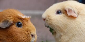 Co na gładkie włosy Rossmann? Co na gładkie włosy Rossmann?