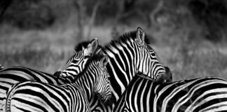 Jakie paski do zamykania ran?