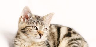 Jak długo nosić paski do zamykania ran?