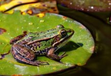 Czy w Czechach jest Żabka? Czy w Czechach jest Żabka?