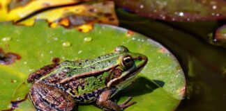 Czy w Czechach jest Żabka?