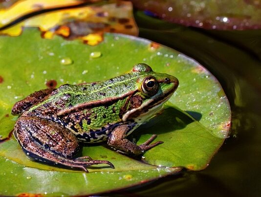 Czy w Czechach jest Żabka?