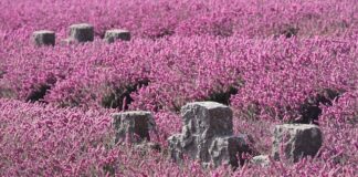 Co pić na poprawę pamięci?