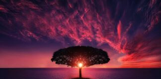 Z jakiego drzewa różdżką do szukania wody?