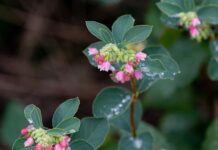 Jak pozbyć się woskowiny z ucha domowym sposobem? Jak pozbyć się woskowiny z ucha domowym sposobem?