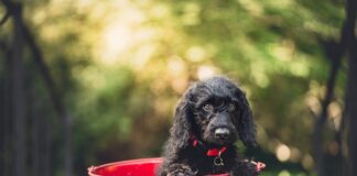 Gdzie wyrzucić stare wiadro plastikowe?