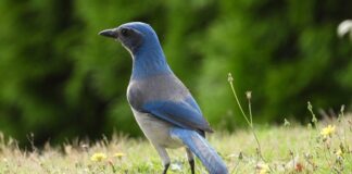 Jak często używać scrub do twarzy?