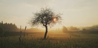 Co kładzie się bezpośrednio na ranę?