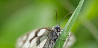 Czym bielony papier toaletowy?