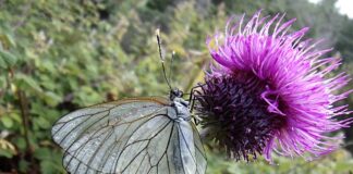 Jak Odmoczyć gazę od rany?