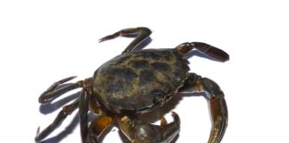 Po co pinceta dla niemowlaka? Po co pinceta dla niemowlaka?