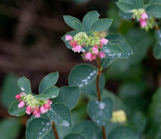 Co do rozpuszczenia woskowiny?