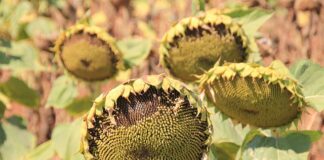 Jakich olejów unikać?