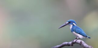 Po czym poznać że organizm oczyszcza się z toksyn?