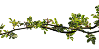 Czy zatkane ucho samo przejdzie? Czy zatkane ucho samo przejdzie?