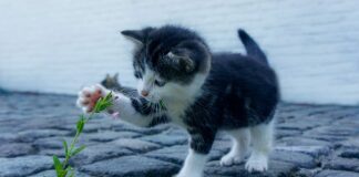 Jaka skarpeta do ortezy? Jaka skarpeta do ortezy?