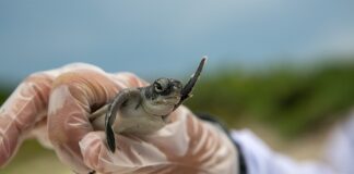 Jaki lek na odbudowę nerwów? Jaki lek na odbudowę nerwów?