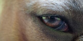 Ile czasu zrasta się Błona Bębenkowa?