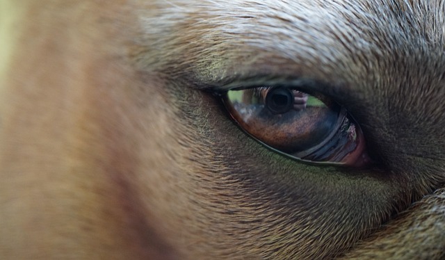 Ile czasu zrasta się Błona Bębenkowa? Ile czasu zrasta się Błona Bębenkowa?