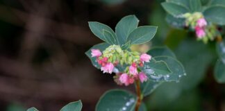 O czym świadczy brak woskowiny w uchu? O czym świadczy brak woskowiny w uchu?