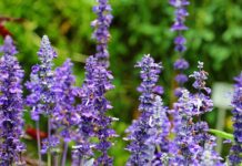 Jakie olejki eteryczne do domu?