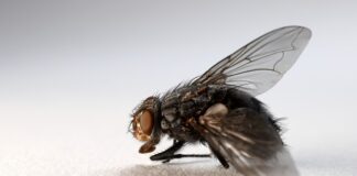 Ile trzymać domowa maskę na włosach?