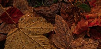 Jak sprawdzić czy w domu jest żyła wodna? Jak sprawdzić czy w domu jest żyła wodna?