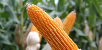 Jak wygląda czop w uchu?