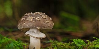 Co oznacza zaczerwienienie wokół rany? Co oznacza zaczerwienienie wokół rany?