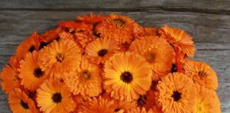 Czy warto brać luteinę?