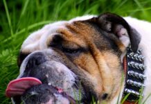 Co pić na zmęczone oczy?