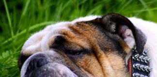 Co pić na zmęczone oczy?