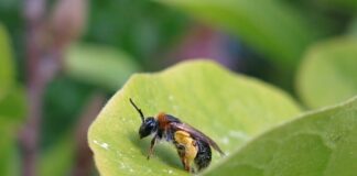 Jak zatamować krwotok z tętnicy?